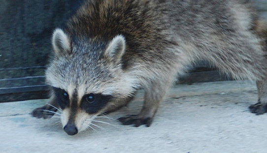 Raccoon Removal in Highland