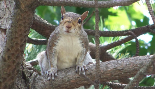 Squirrel Removal in Highland